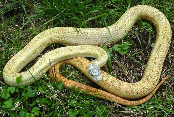 Calico Cow Sucker.