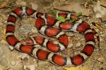 Carlisle County, KY Milksnake 2016.