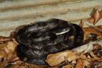 Rat Snake In-Situ Under Metal In Calloway County, KY 2016.