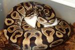 Ball Python Clutch #1607 Laid 21 April 2016. Ivory X Yellowbelly. 3 Eggs Appear Fertile. 