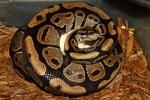 Ball Python Clutch #1608 Laid 23 April 2016. Super Banded Albino X Het Albino. 7 Eggs Laid.