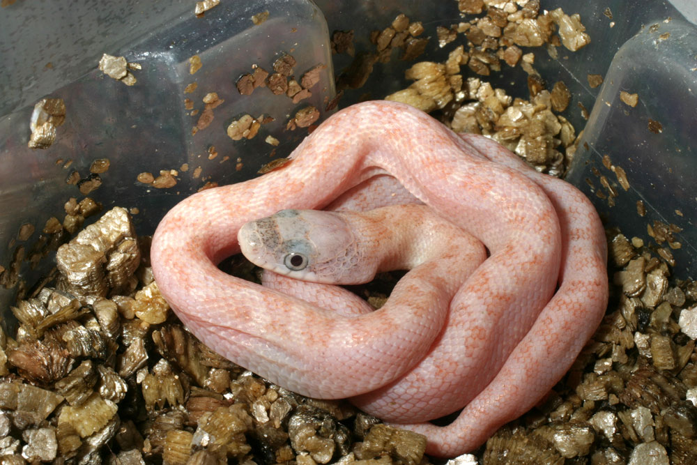 Male Calico Cow Sucker.