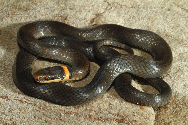 Ringneck Snake From Perry County, KY 2016.