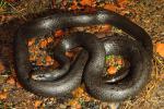 Black Racer From Harlan County, KY Photographed In Rain 2016.
