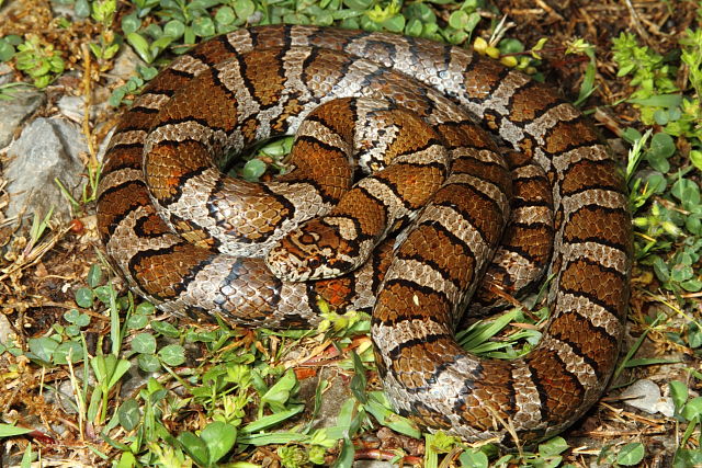 Eastern Milk Snake From Harlan County, KY 2016.