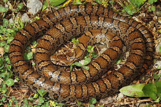 Eastern Milk Snake From Harlan County, KY 2016.