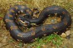 Eastern Hognose Snake From Bell County, KY 2016.