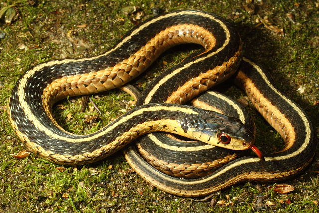 Garter Snake Found In Perry County, KY Near Hazard 2016.