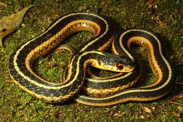 Garter Snake Found In Perry County, KY Near Hazard 2016.