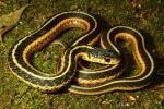 Garter Snake Found In Perry County, KY Near Hazard 2016.