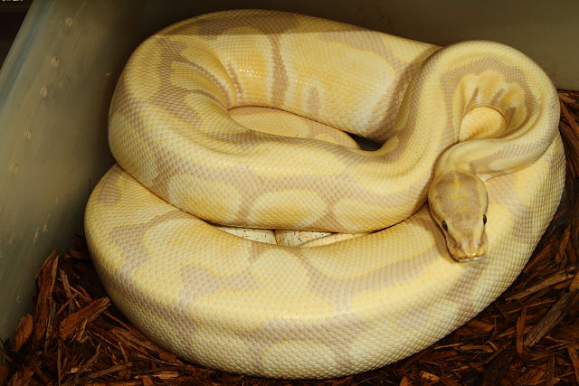 Ball Python Clutch #1613. Lavender Albino X Lavender Albino Laid 28 April 2016. 