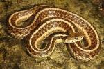 Garter Snake From Hart County, KY 2016.
