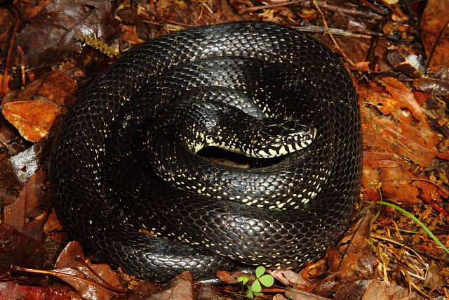 Black Kingsnake From Edmonson County, KY 2016.