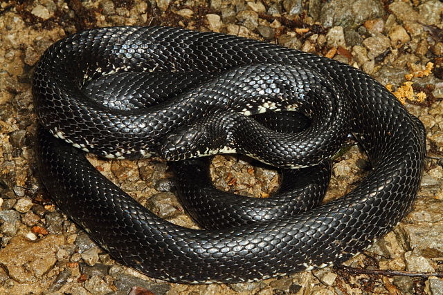 Black Kingsnake From Edmonson County, KY 2016.