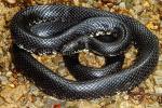 Black Kingsnake From Edmonson County, KY 2016.