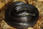 Black Kingsnake From Edmonson County, KY 2016.