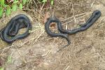 Sexed Pair Of Black Kingsnakes As Found From Edmonson County, KY 2016.