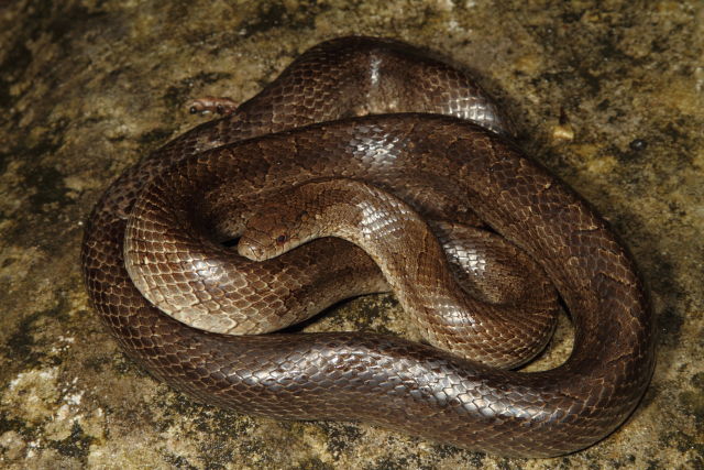 Prairie Kingsnake From Hart County, KY 2016.