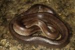 Prairie Kingsnake From Hart County, KY 2016.