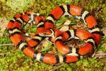 Red Milk Snake From Hickman County, KY 2016.