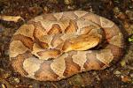 Copperhead From Edmonson County, KY 2016.