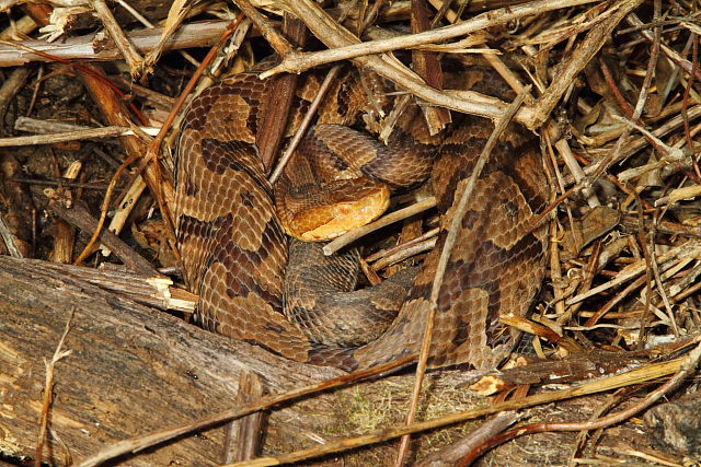 Copperhead As Found In Edmonson County, KY 2016.