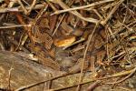 Copperhead As Found In Edmonson County, KY 2016.