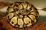 Ball Python Clutch #1616. Pastel X Ivory Laid 5 May 2016. 6 Eggs Laid. 