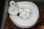 Ball Clutch #1621 Laid 12 May 2016. Ivory X Yellow Belly. 4 Fertile Eggs. Expecting Ivory and Yellow Bellies! 