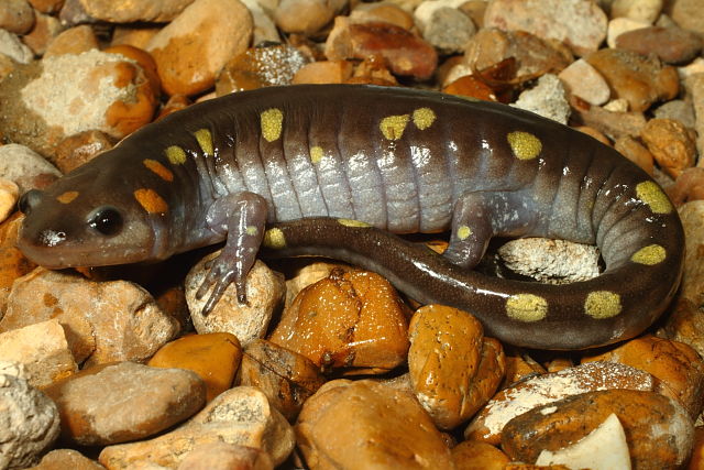 Spotted Salamander From Calloway County, KY 2016.