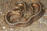 Garter Snake In Fulton County, KY 2016.