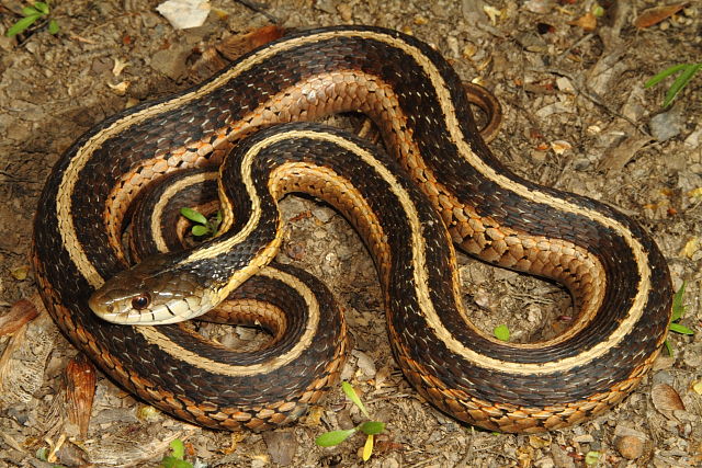 Garter Snake In Hickman County, KY 2016.