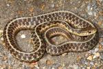 Garter Snake In Fulton County, KY 2016.