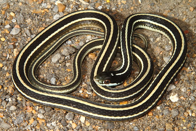 Western Ribbon Snake From Fulton County, KY 2016.