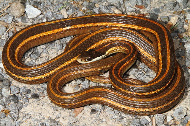 Eastern Ribbon Snake Found In Graves County, KY 2016.