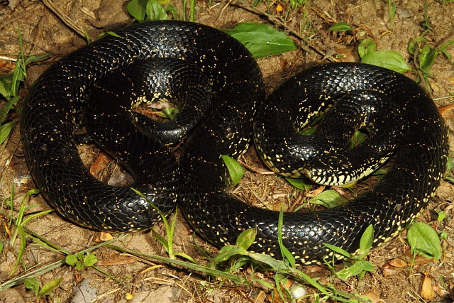 Black Kingsnake Calloway County, KY 2016.