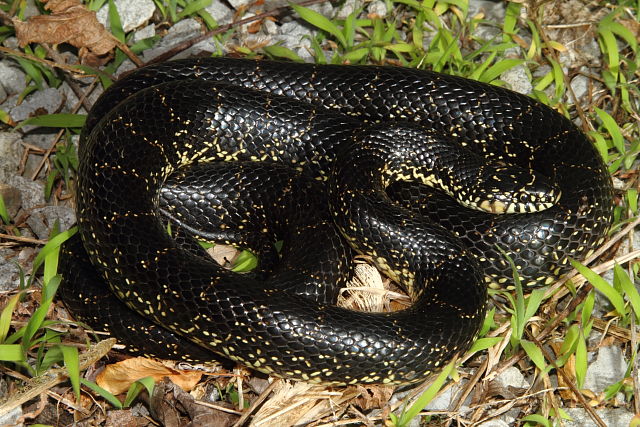 Black Kingsnake Gravid In Calloway County, KY 2016.