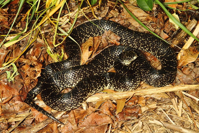 Black Kingsnake In-Situ In Trigg County, KY 2016.