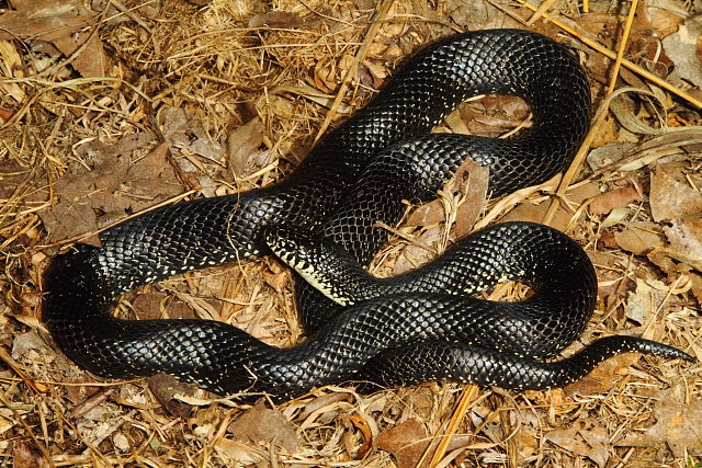 Black Kingsnake In-Situ In Trigg County, KY 2016.