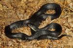 Black Kingsnake In-Situ In Trigg County, KY 2016.