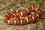 Red Milk Snake From Carlisle County, KY 2016.