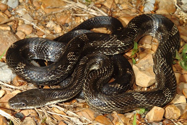 Rat Snake From Ballard County, KY 2016.