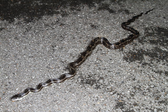 Rat Snake From Trigg County, KY 2016.