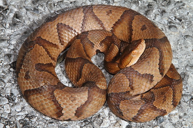 Copperhead From Hickman County, KY 2016.