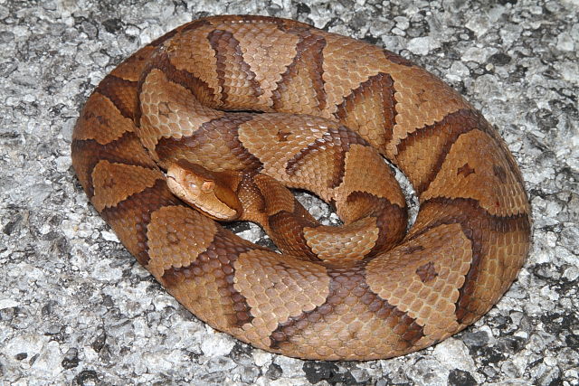 Copperhead From Hickman County, KY 2016.