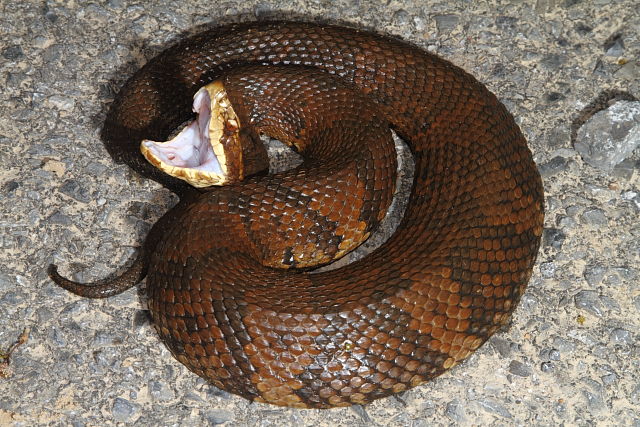 Cottonmouth Graves County, KY 2016.