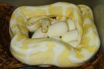 Ball Clutch #1623 Laid 14 May 2016. Banded Albino X Lavender Albino. 8 Eggs.