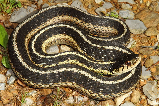 Garter Snake From Harlan County, KY 2016.