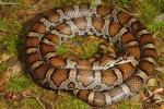 Eastern Milk Snake From Harlan County, KY 2016.