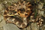 2-3 Year Old Hognose Found In Bell County, KY 2016.